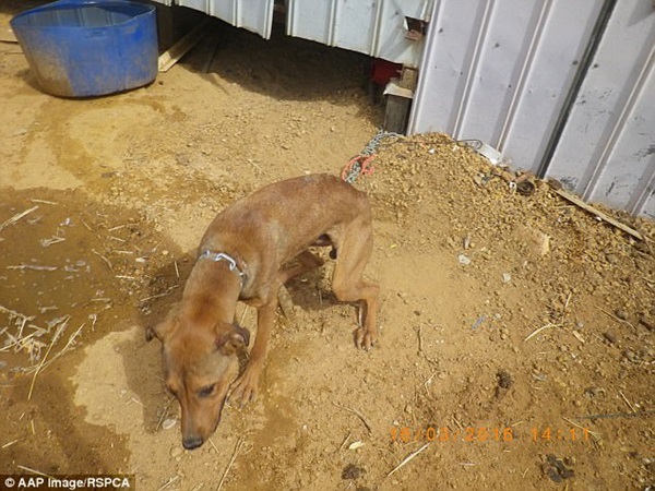 3f3301f000000578-4407478-dogs_were_found_on_the_farm_starving_and_emaciated_pictured_but_-a-72_1492057202383