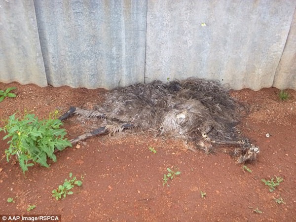 3f33021000000578-4407478-decomposing_emu_carcasses_were_also_discovered_at_the_wa_rural_p-a-71_1492057202377